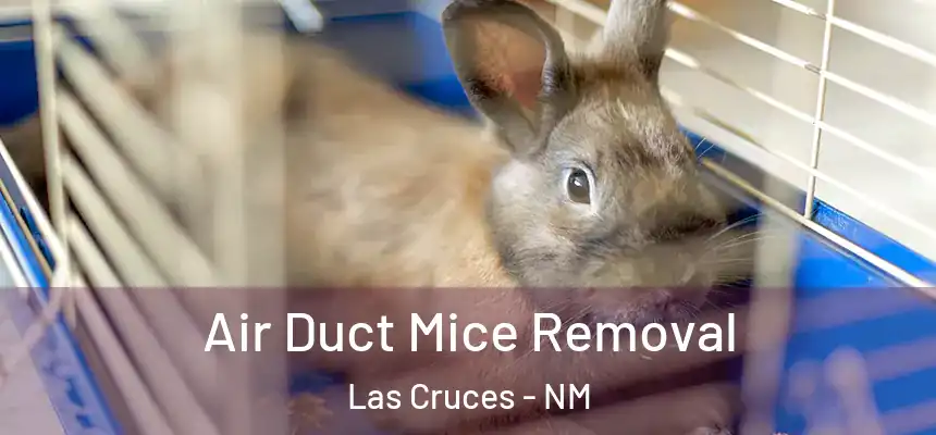  Air Duct Mice Removal Las Cruces - NM