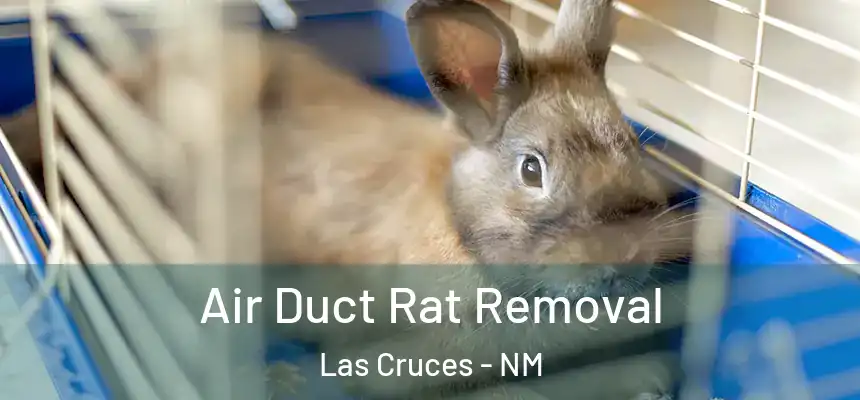  Air Duct Rat Removal Las Cruces - NM