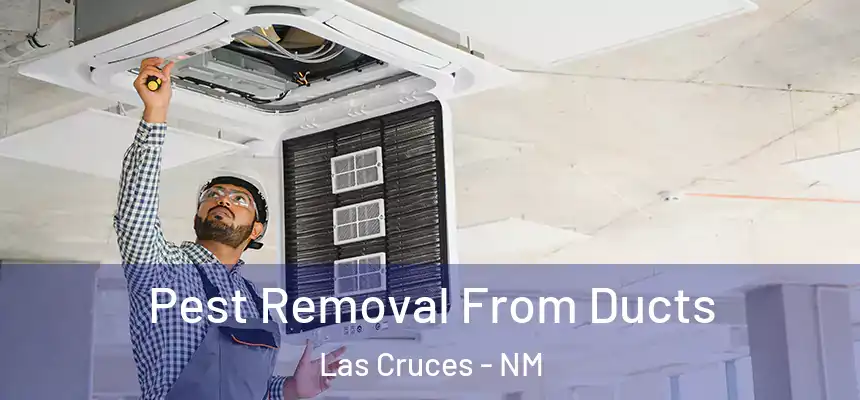  Pest Removal From Ducts Las Cruces - NM