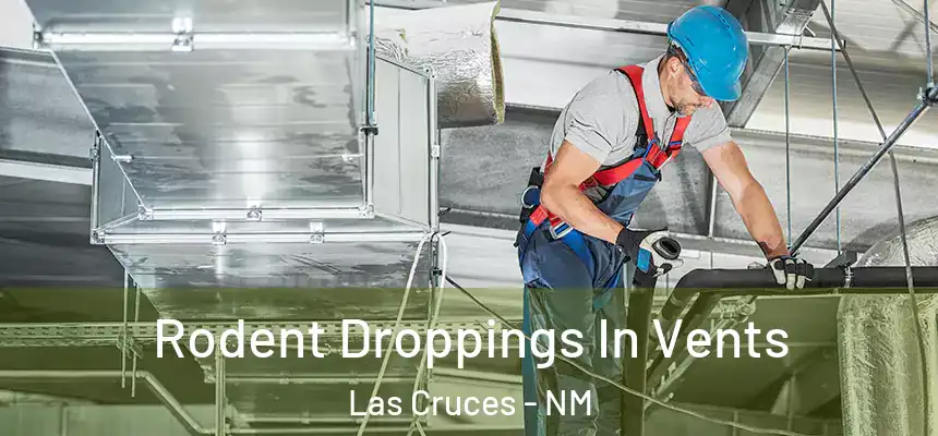  Rodent Droppings In Vents Las Cruces - NM